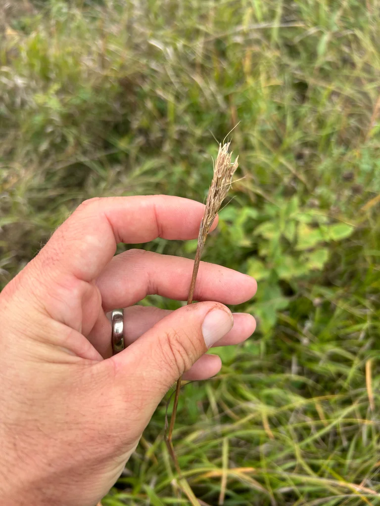 Andropogon Gerardii