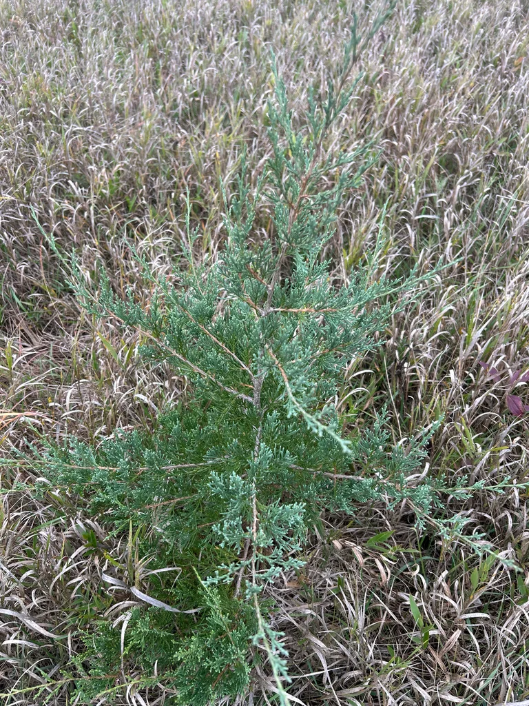 Juniperus Virginiana