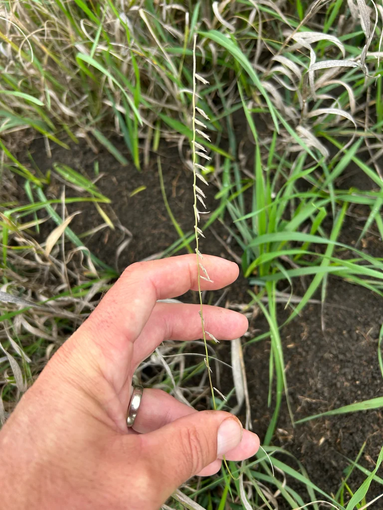 Bouteloua Curtipendula