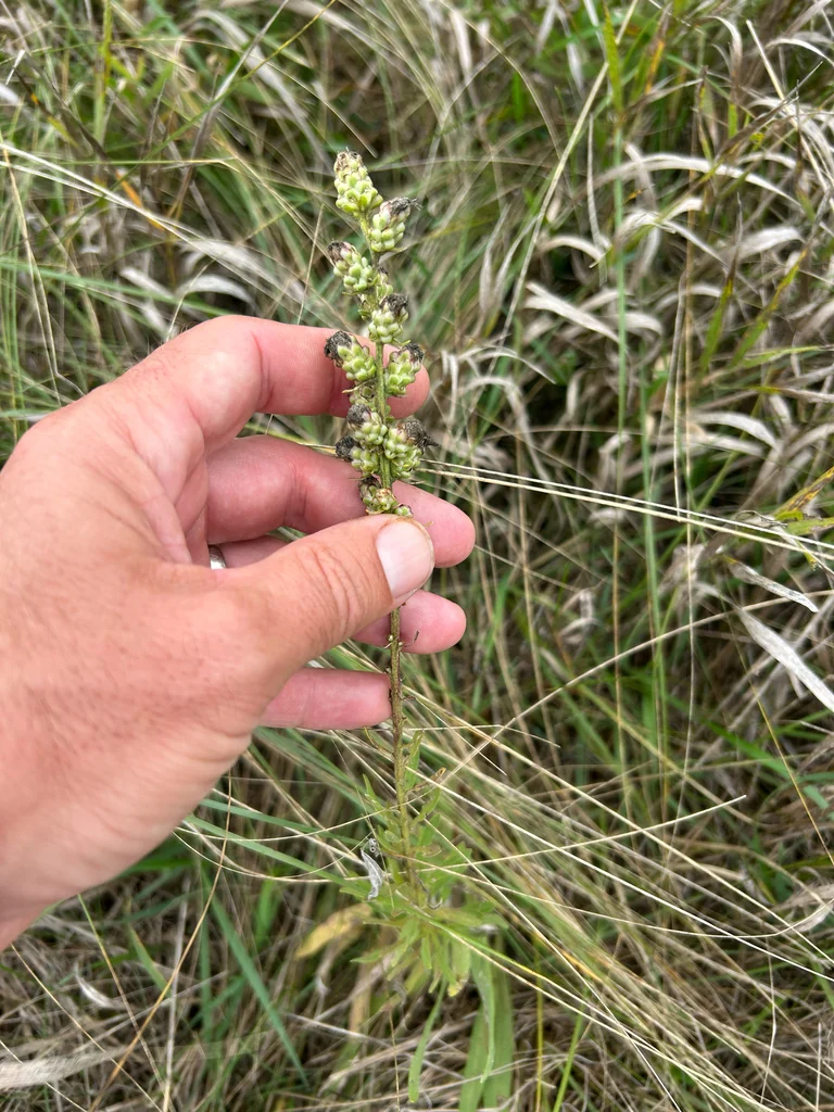 Liatris Aspera