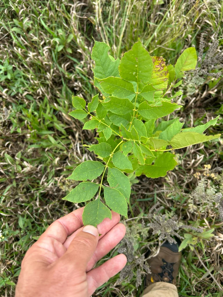 Fraxinus Pennsylvanica