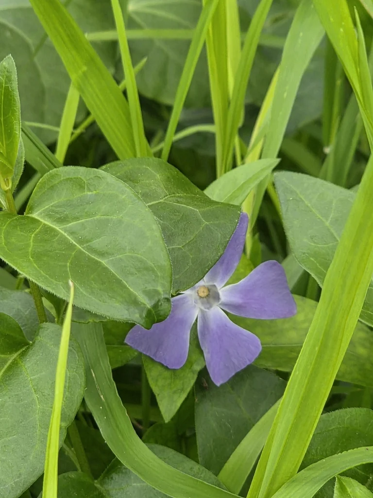 Vinca major