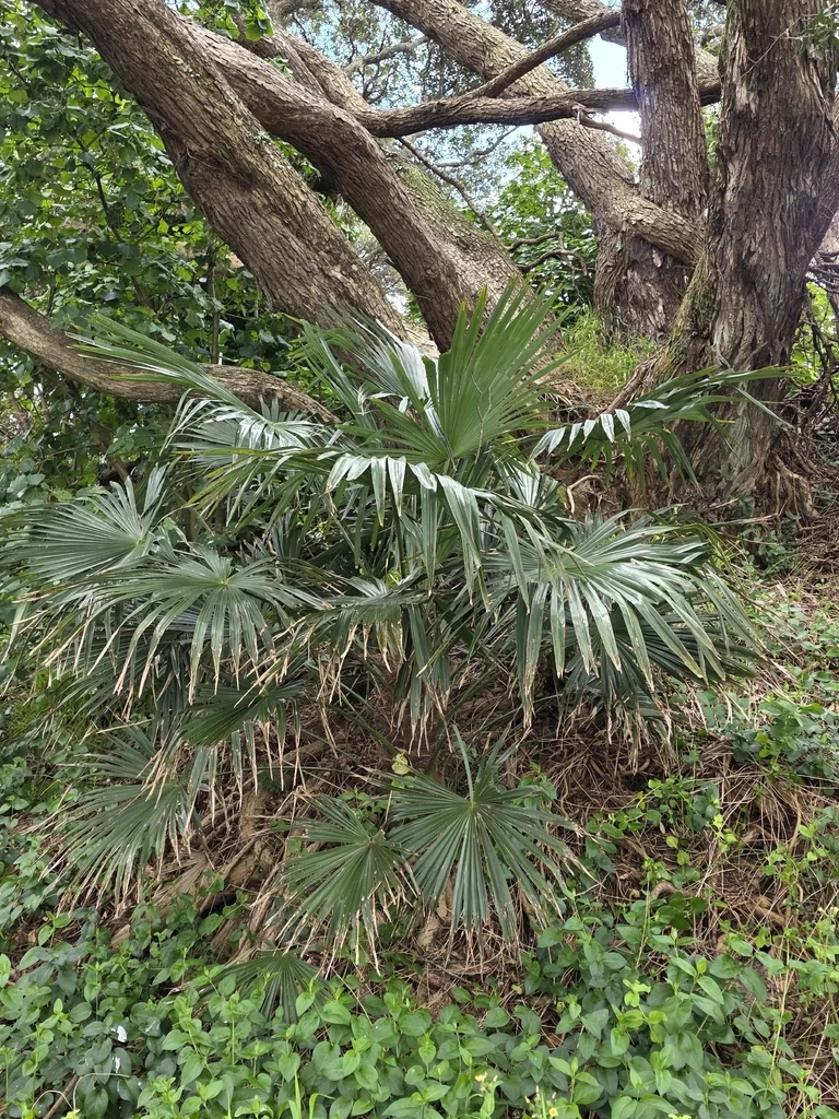 Trachycarpus Wagnerianus
