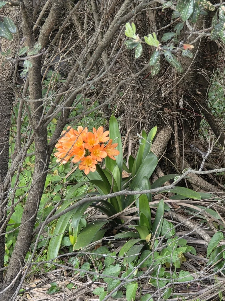 Clivia Miniata
