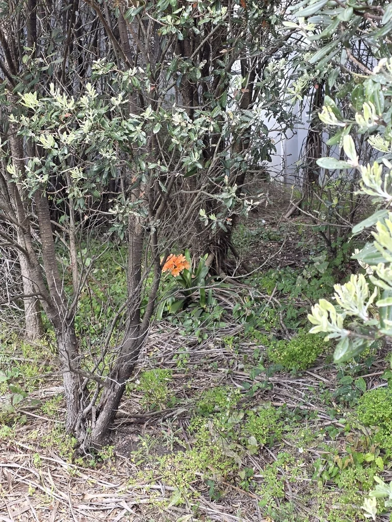 Clivia Miniata