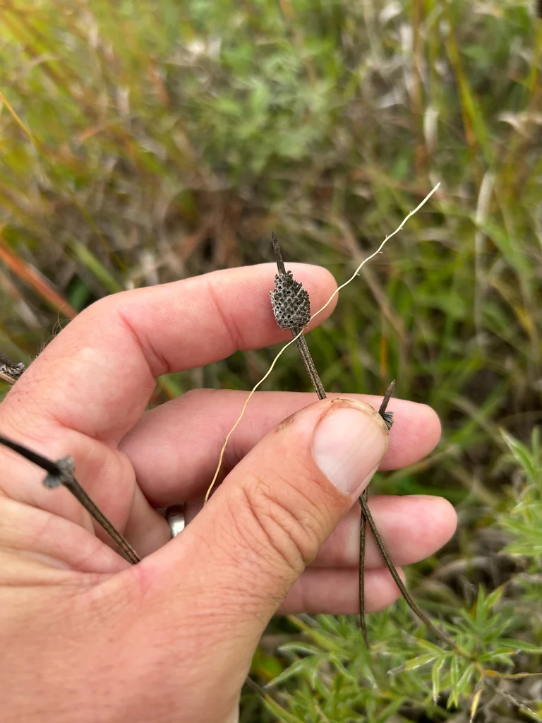 Ratibida Columnifera