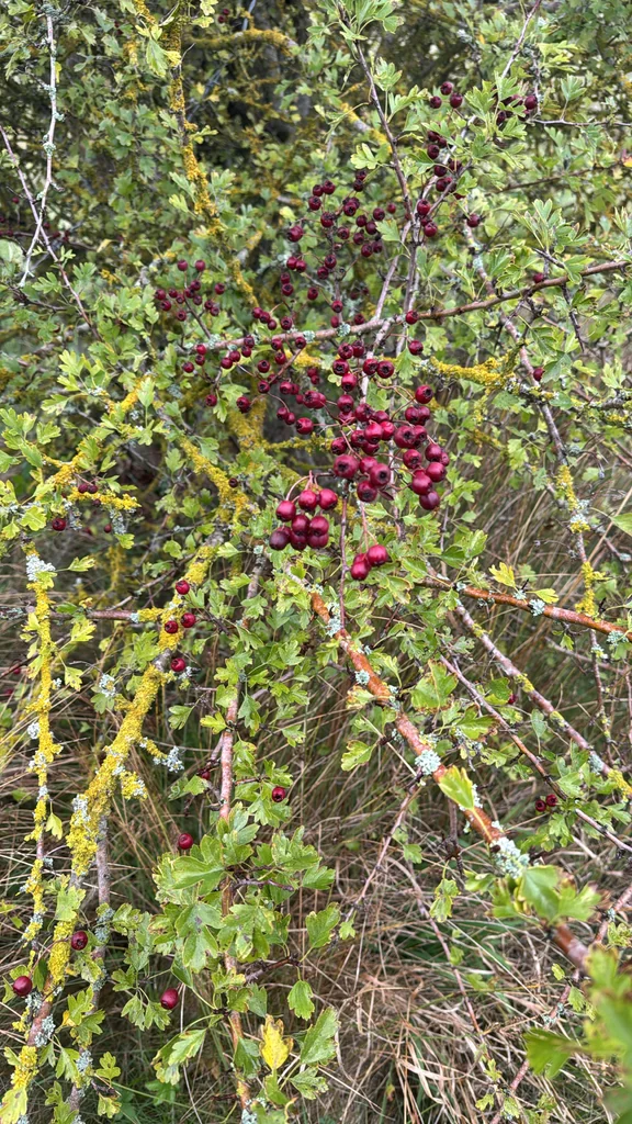Crataegus Monogyna