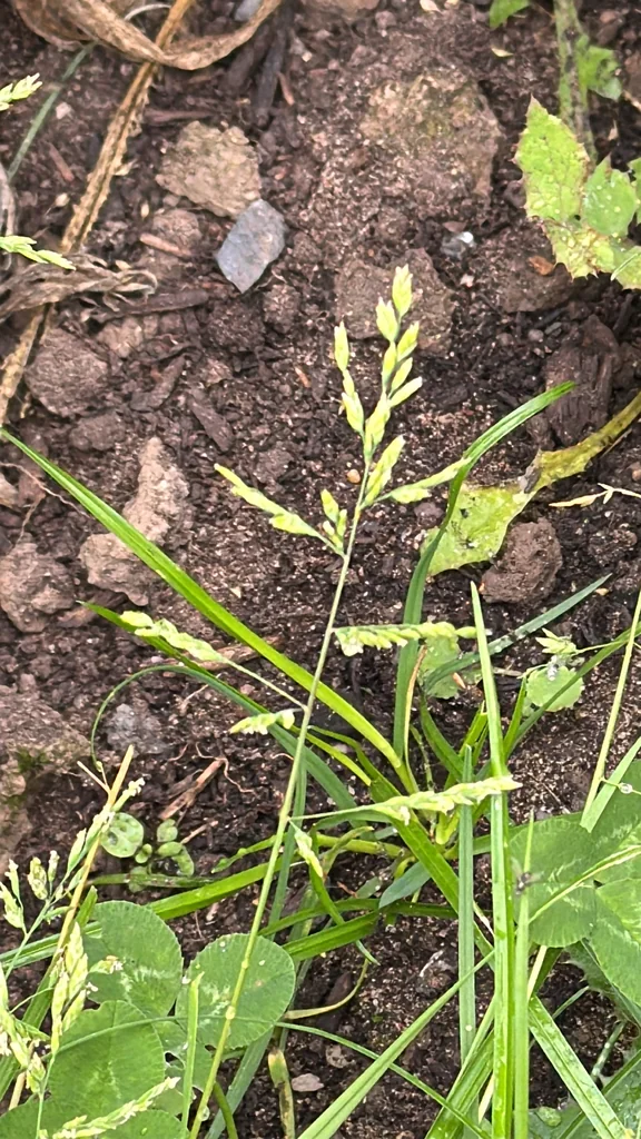 Poa Annua