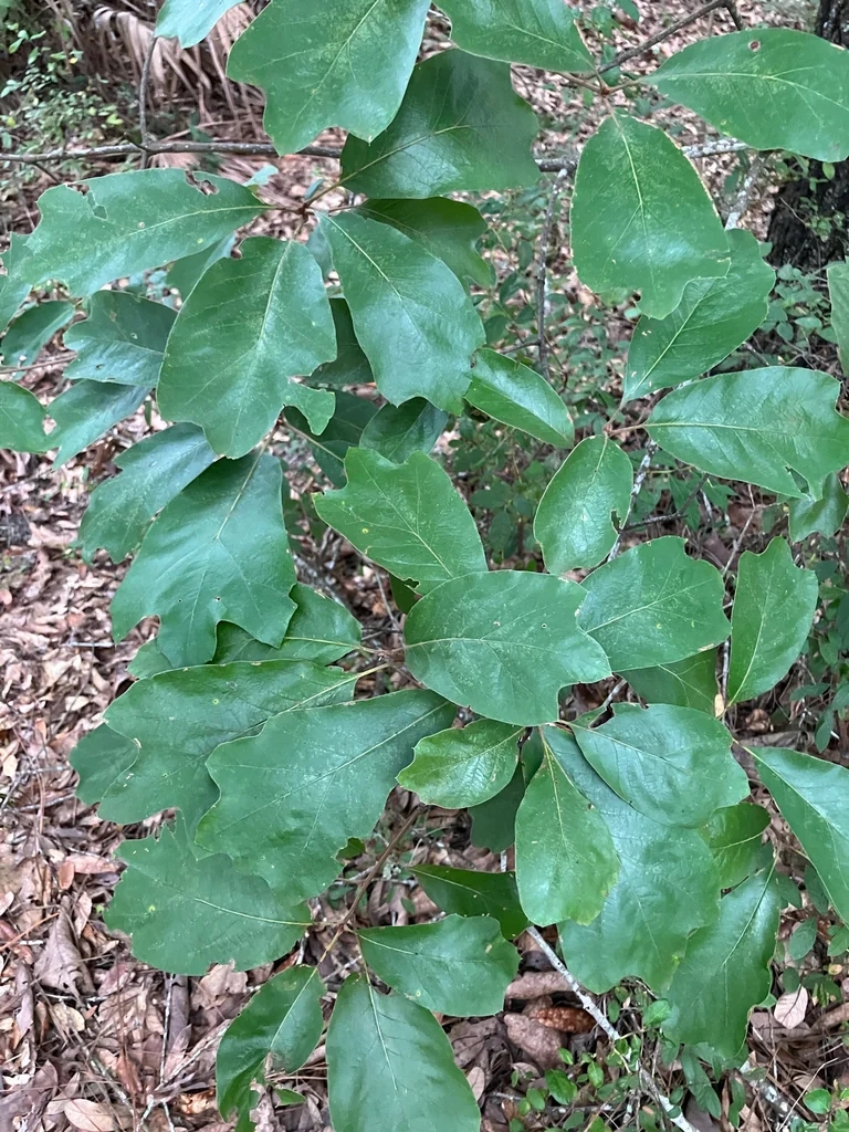 Quercus Falcata