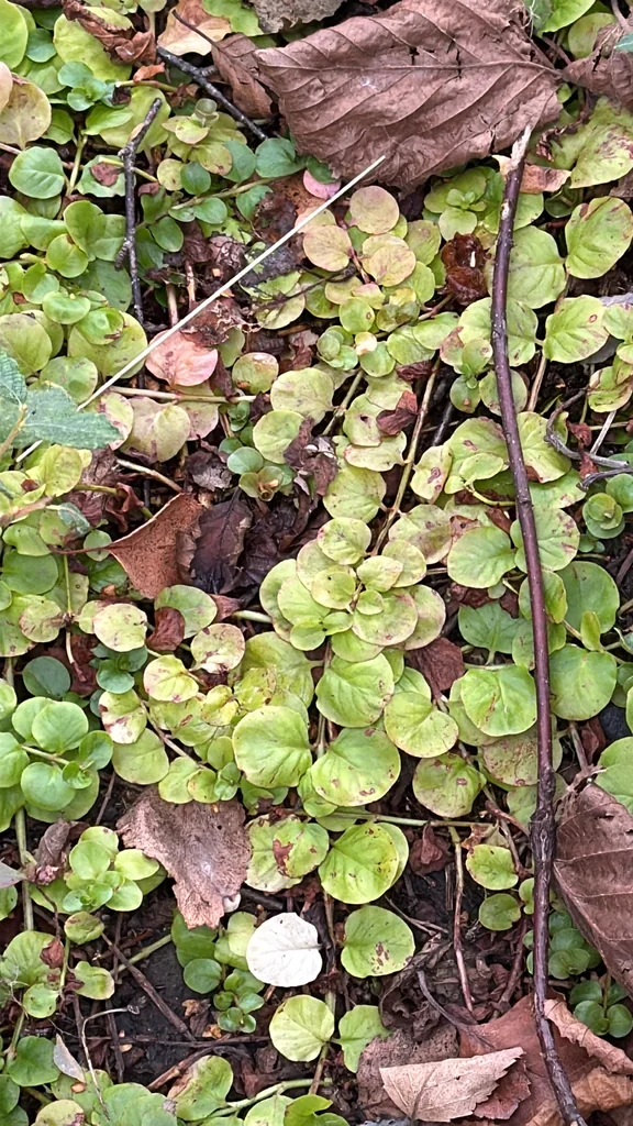 Lysimachia Nummularia
