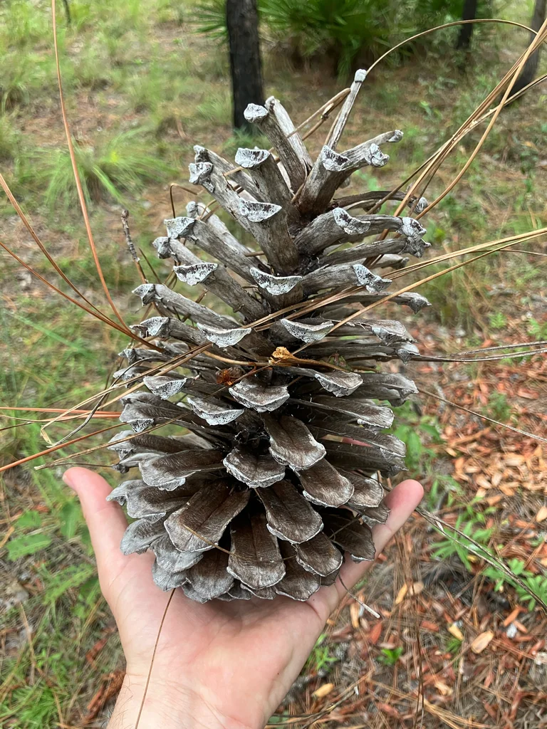 Pinus Palustris