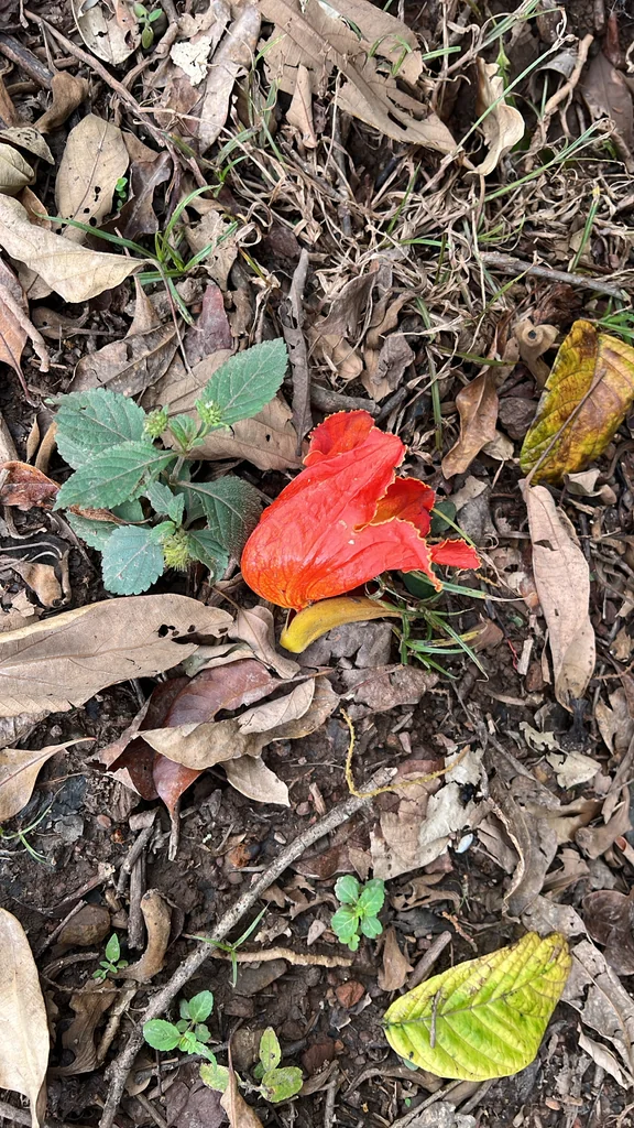 Spathodea Campanulata