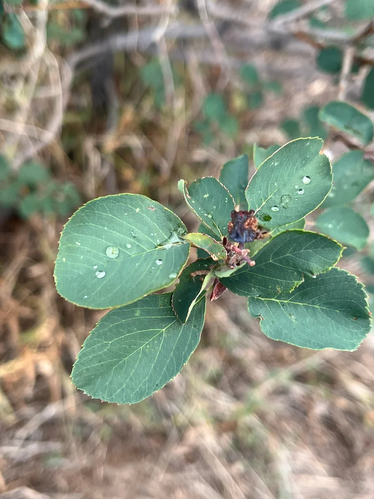 Amelanchier Alnifolia