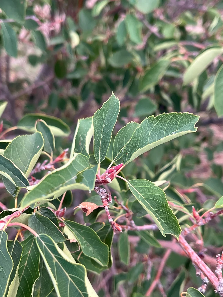 Amelanchier Alnifolia