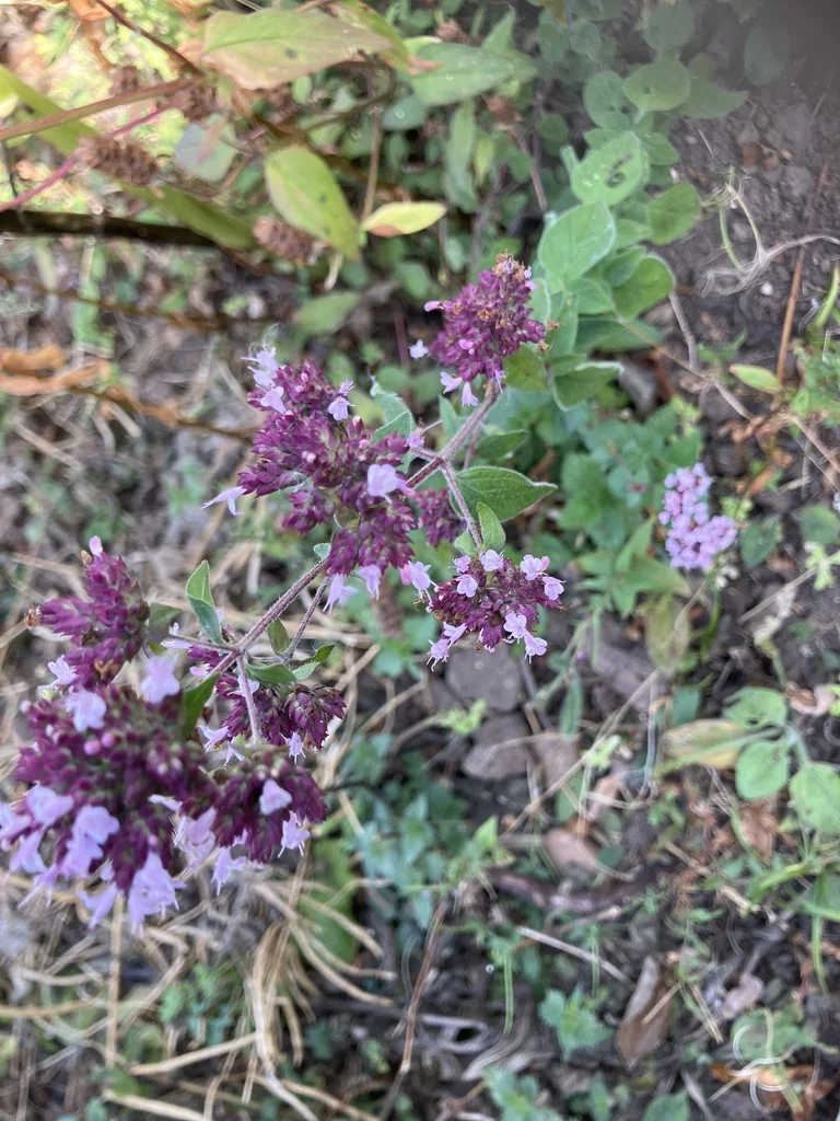 Origanum Vulgare
