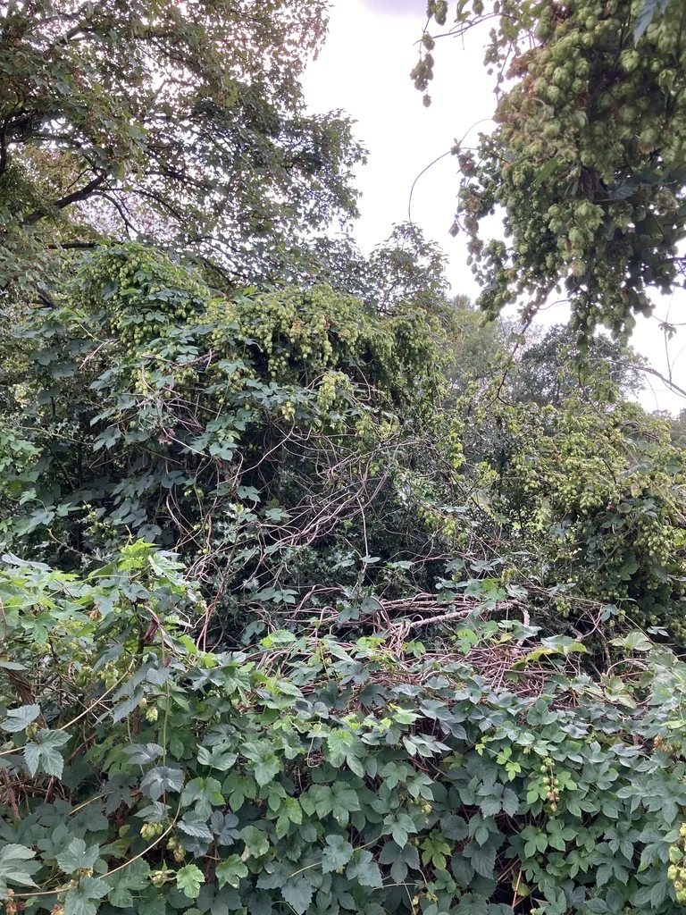 Humulus Lupulus