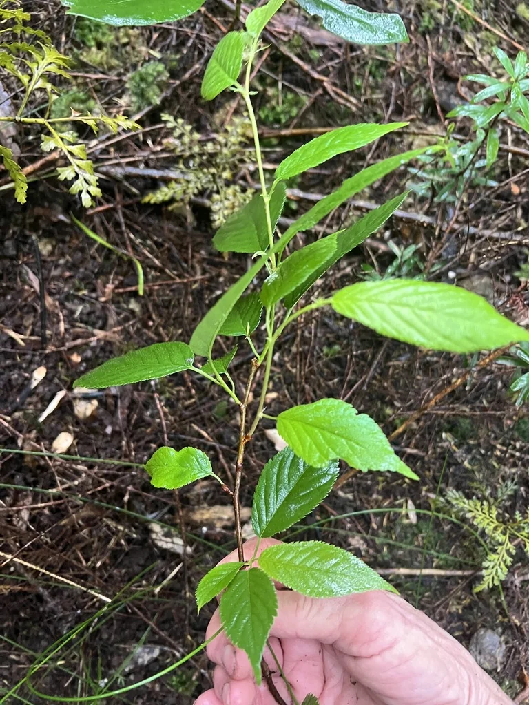 Prunus Serrulata