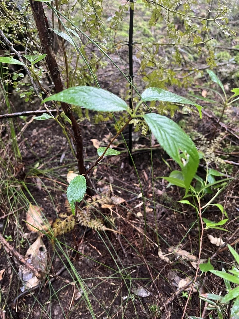 Prunus Serrulata