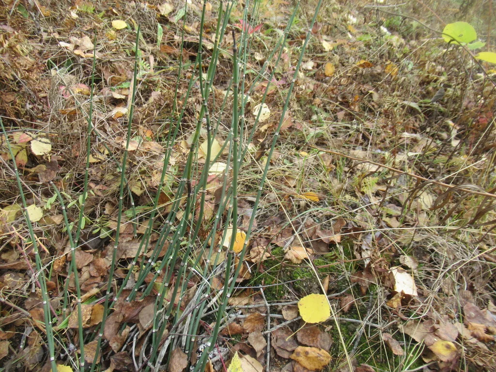 Equisetum Hyemale