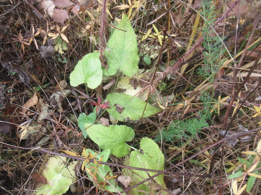 Campanula glomerata