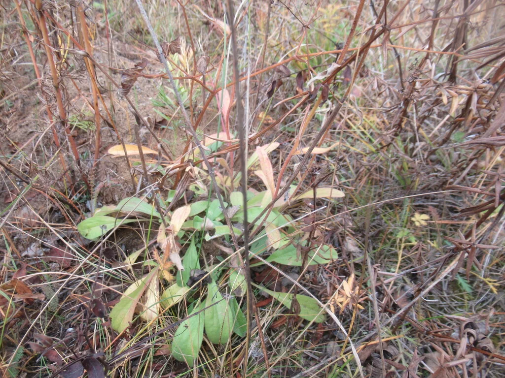 Aster alpinus
