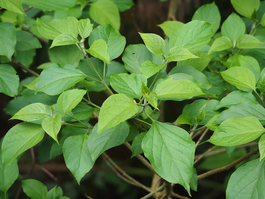 Clerodendrum Trichotomum