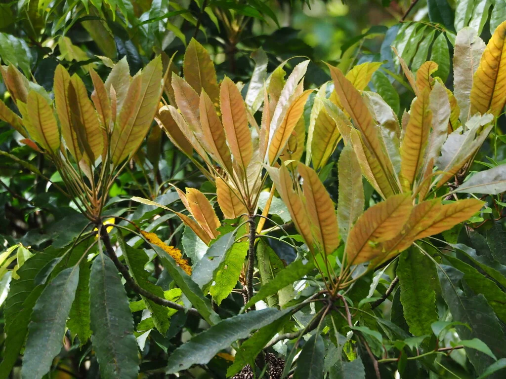 Eriobotrya Deflexa