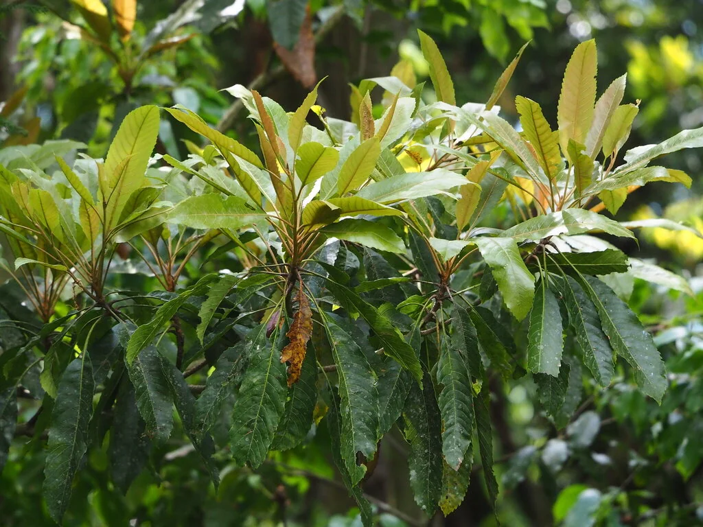 Eriobotrya Deflexa