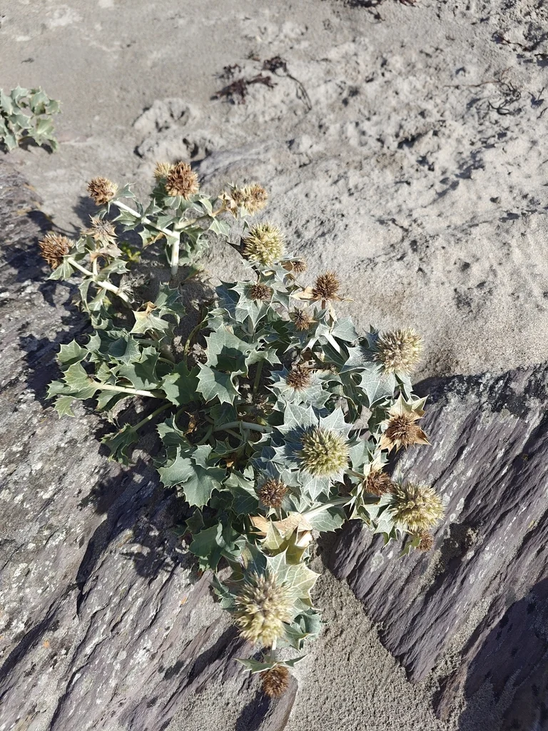 Eryngium Maritimum