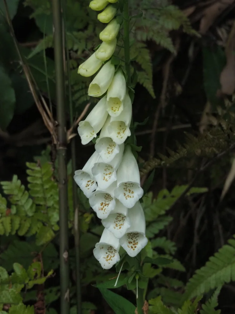 Digitalis Purpurea