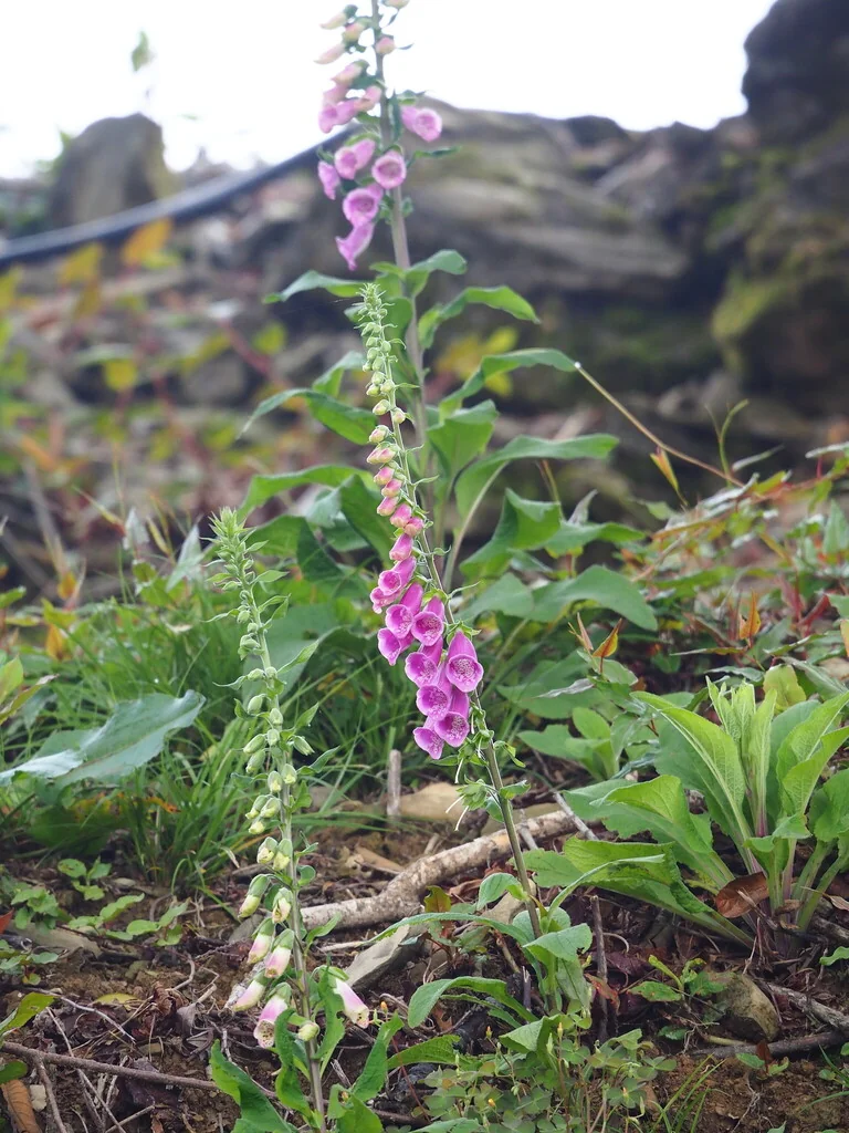 Digitalis Purpurea