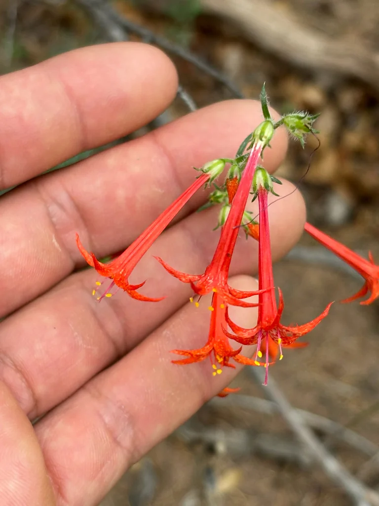 Ipomopsis Aggregata