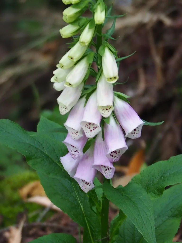Digitalis Purpurea