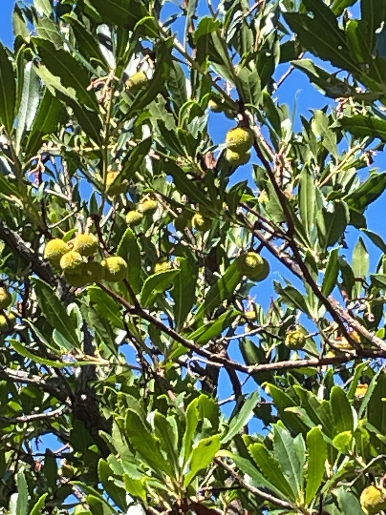 Arbutus Unedo