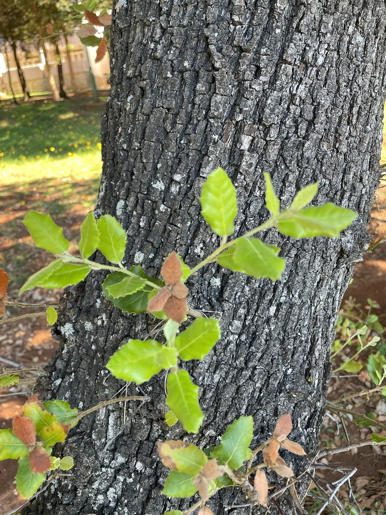 Quercus Ilex