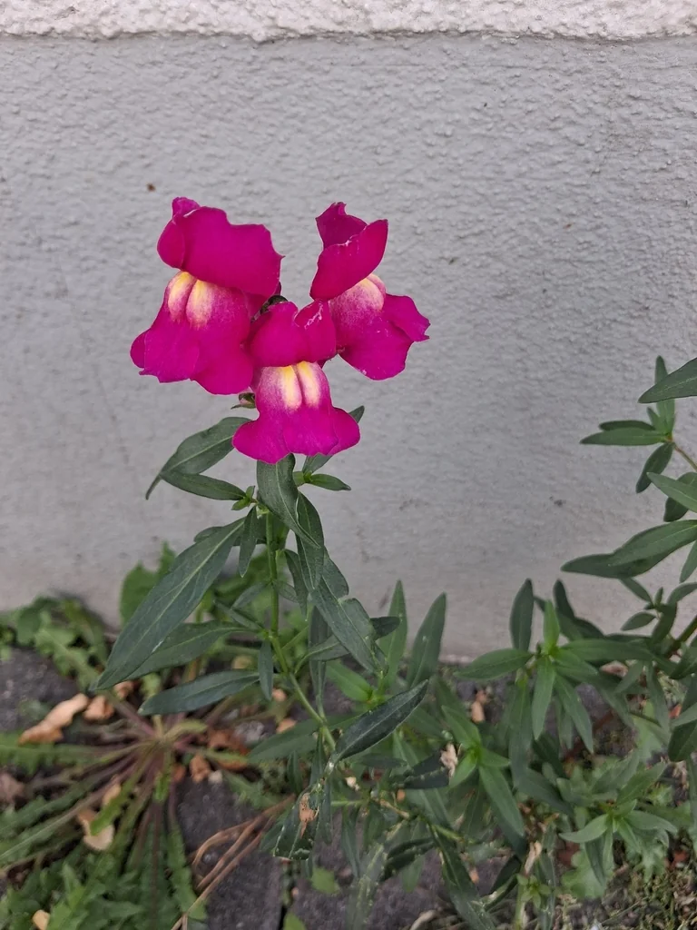 Antirrhinum Majus