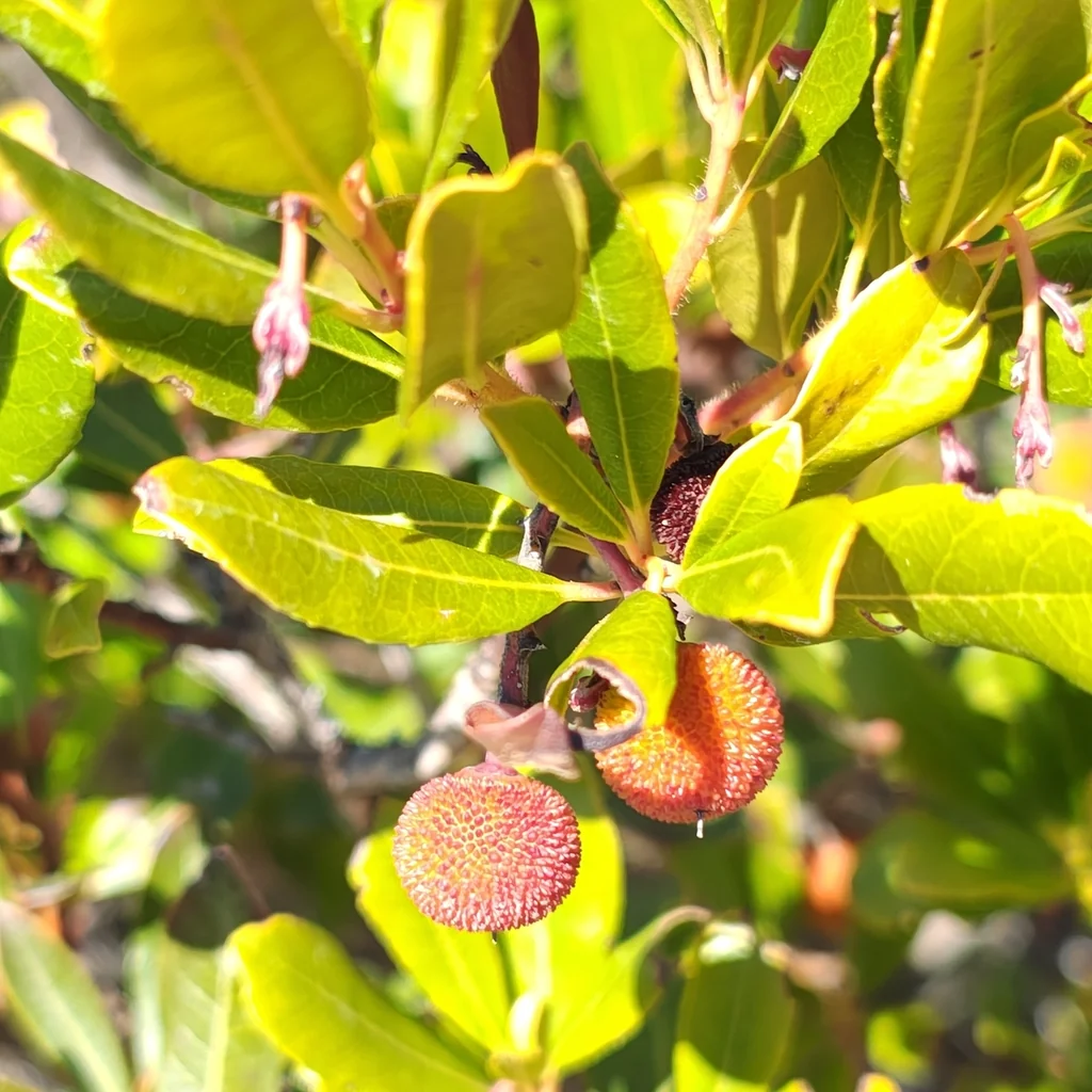 Arbutus Unedo