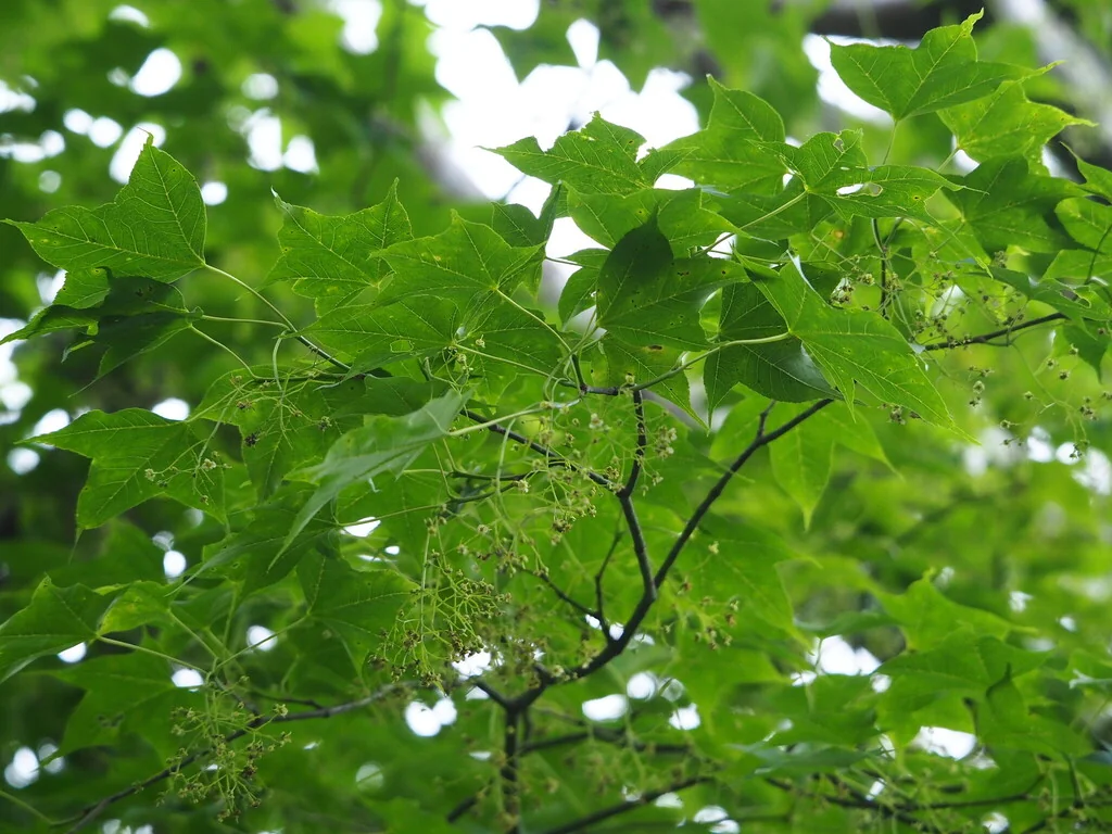 Acer Palmatum
