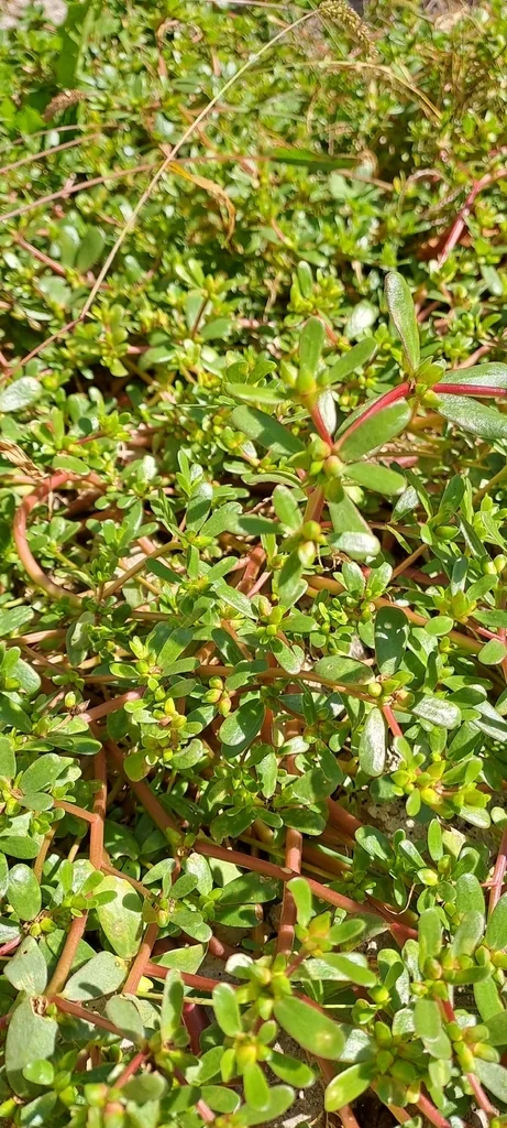 Portulaca oleracea
