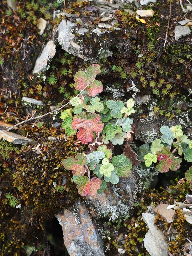 Rubus Pentalobus