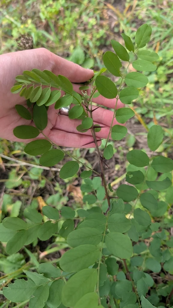 Robinia Pseudoacacia