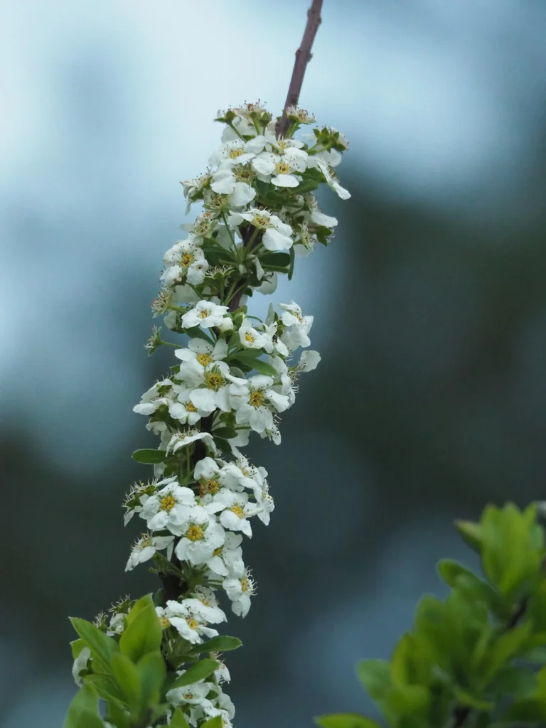 Spiraea Prunifolia