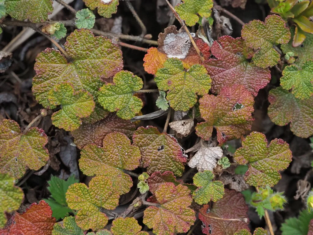 Rubus Pentalobus