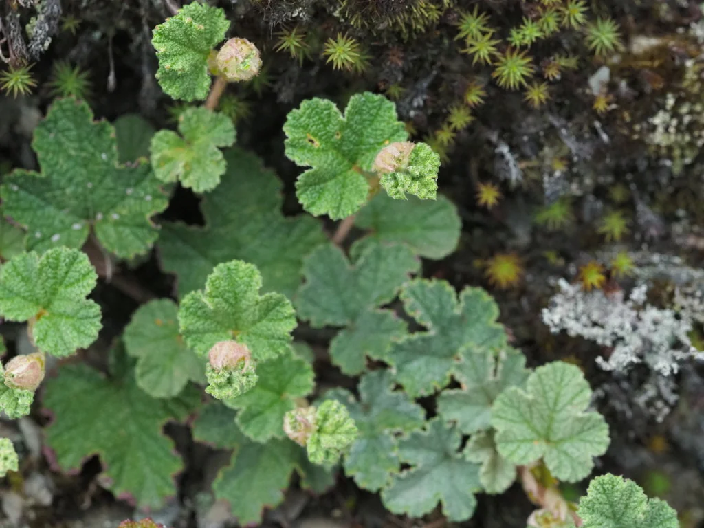 Rubus Pentalobus