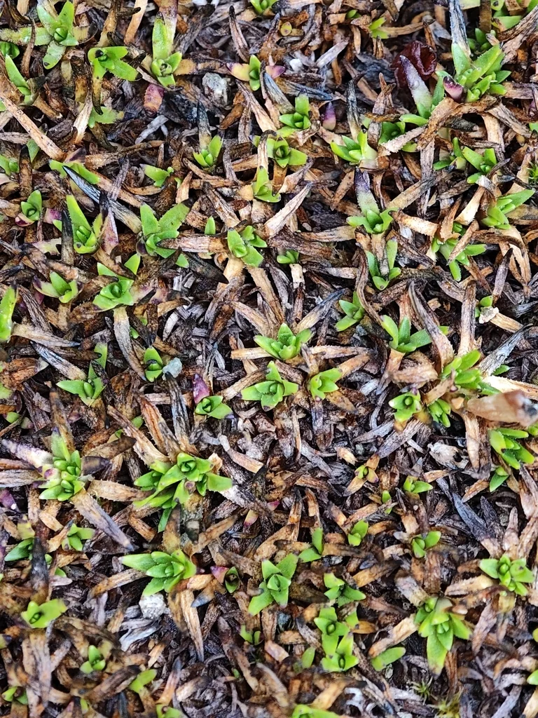 Silene Acaulis