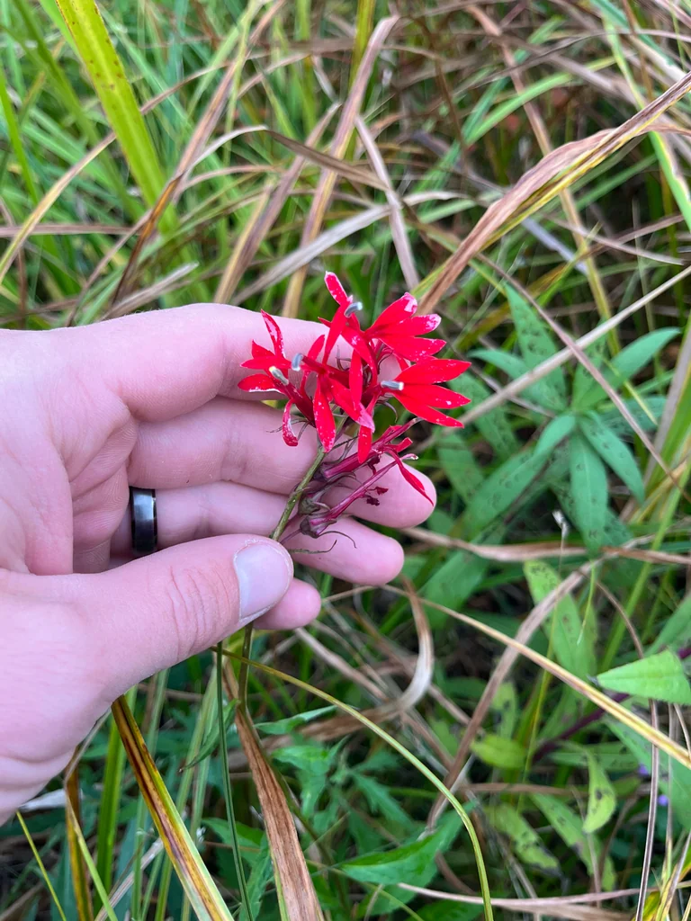 Lobelia Cardinalis