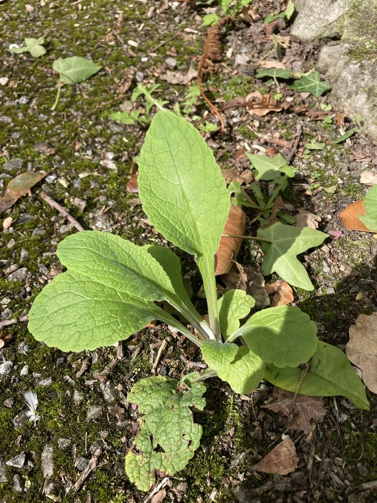 Digitalis Purpurea