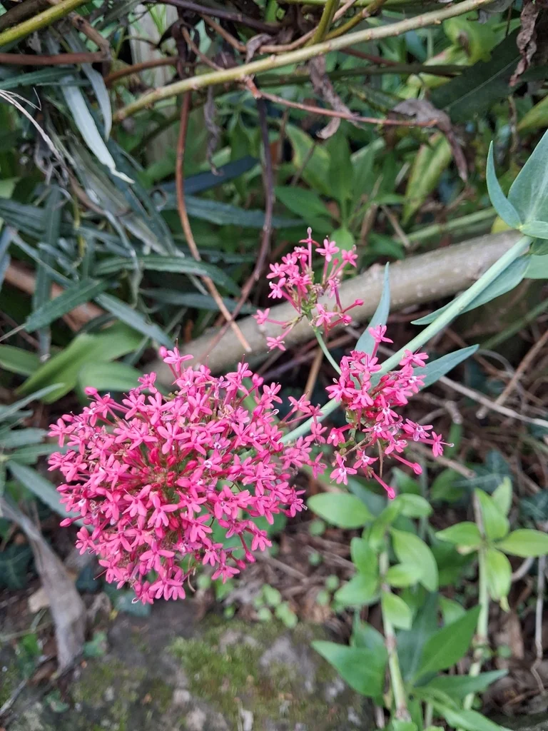 Centranthus Ruber