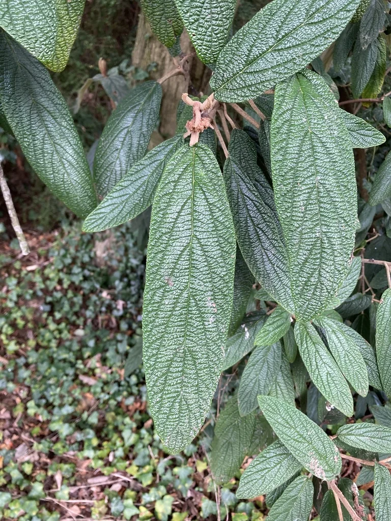 Viburnum Rhytidophyllum