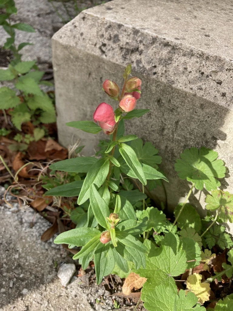 Antirrhinum Majus